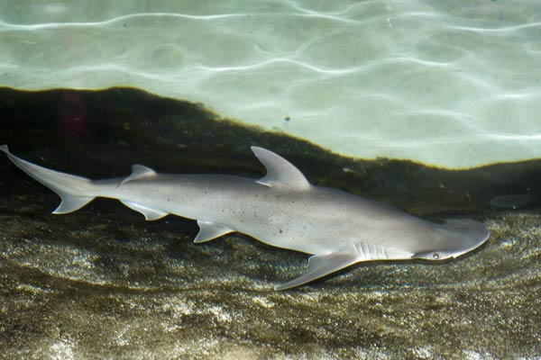 Sphyrna tiburo (Squalo martello dal berretto)